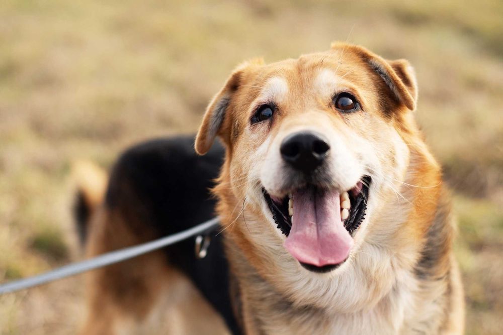 DEACON - przytulaśny przyjaciel