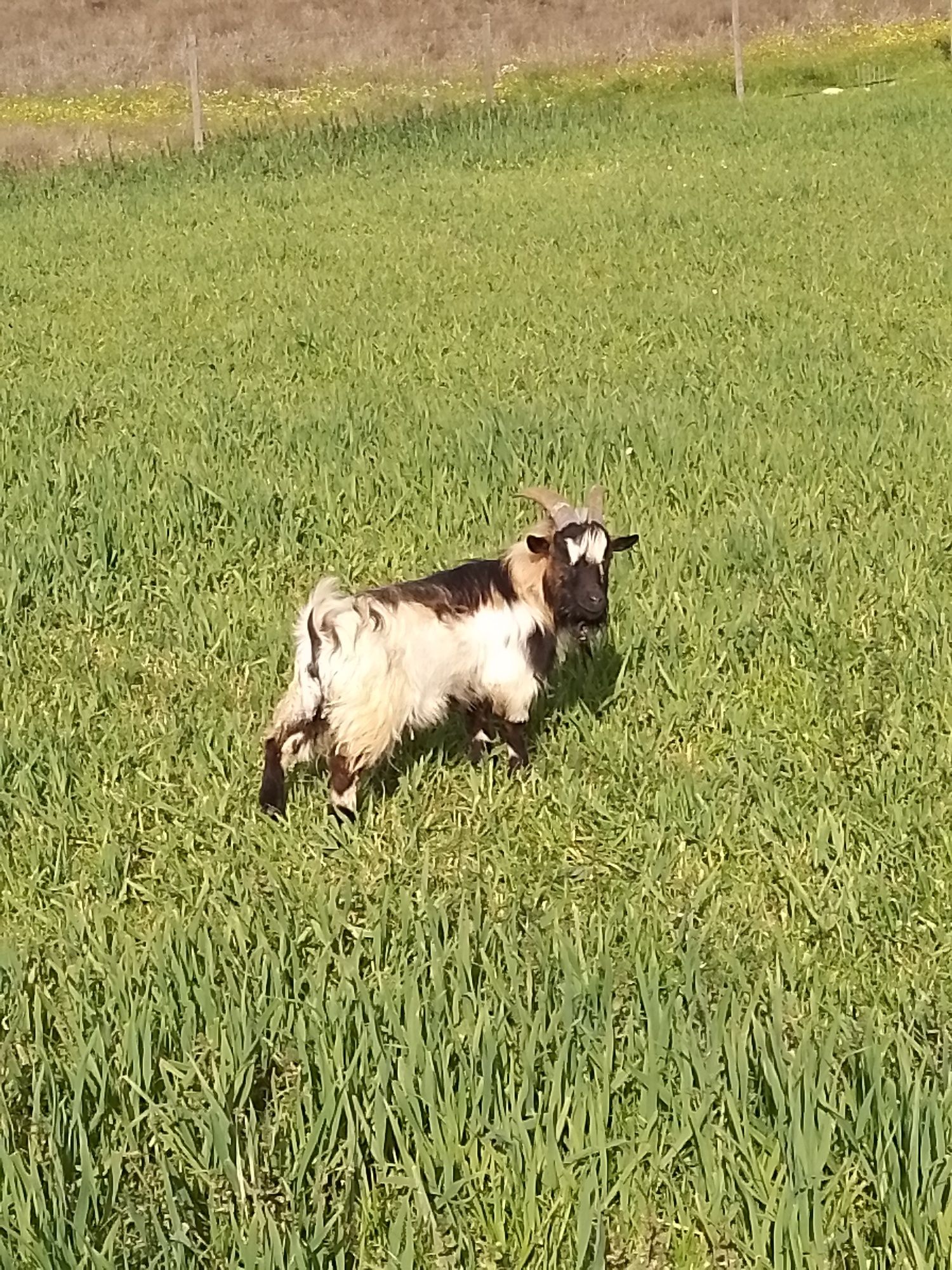 Casal de cabras anãs