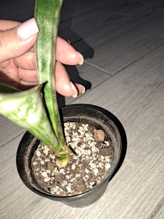 Аубрутіана варієгатна і аубрутіана nite lite