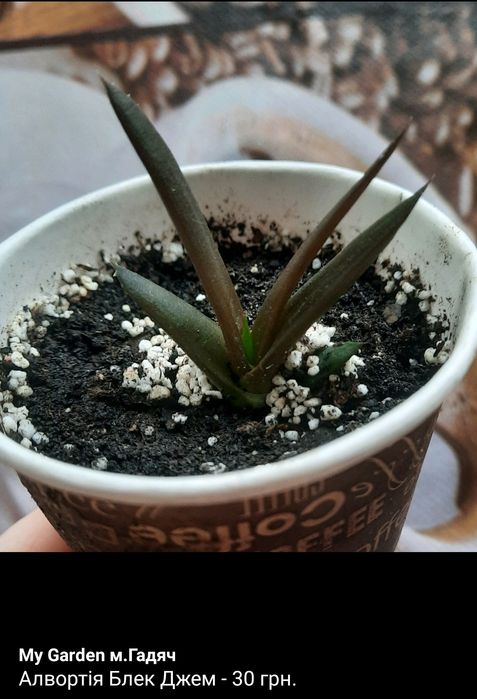 Сукуленти, ехеверія,гастерія,кактус