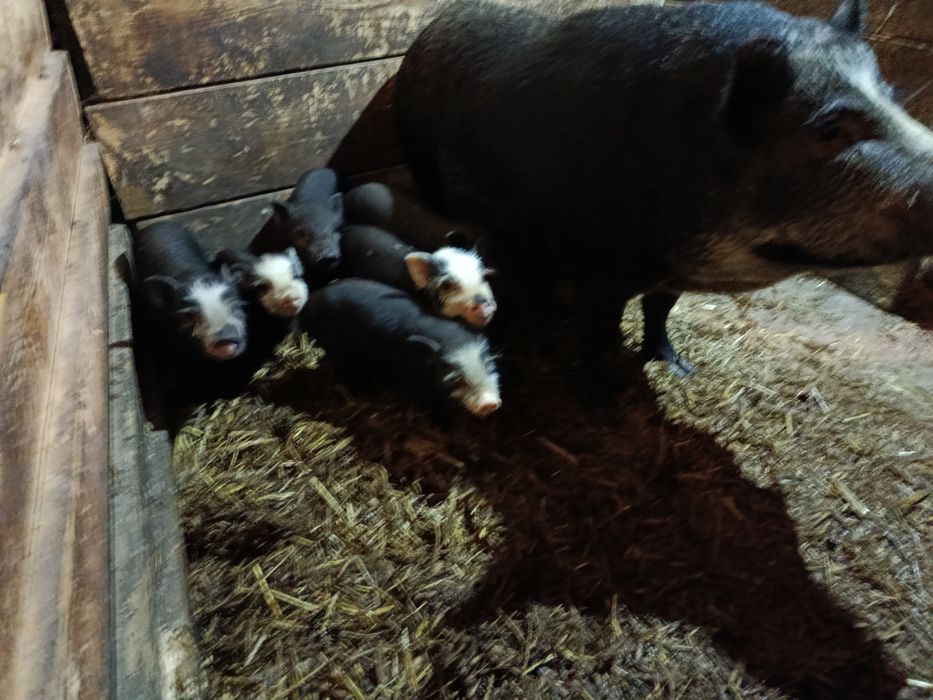 Świnki wietnamskie/swiniodzik młode z matką lub bez