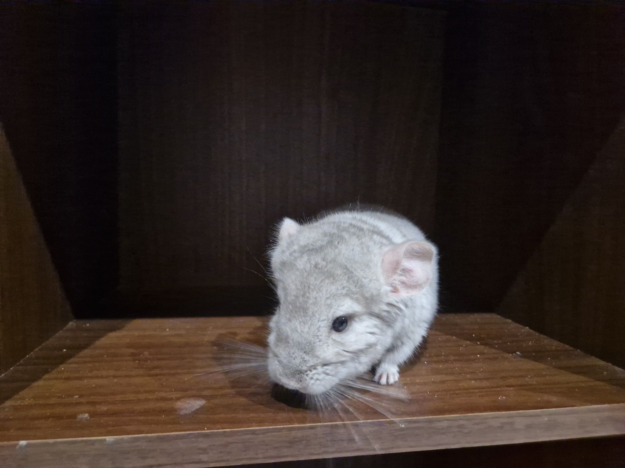 Szynszyl chinchilla beżowy samiec 3.5 miesiąca. Zdrowy, oswojony karma