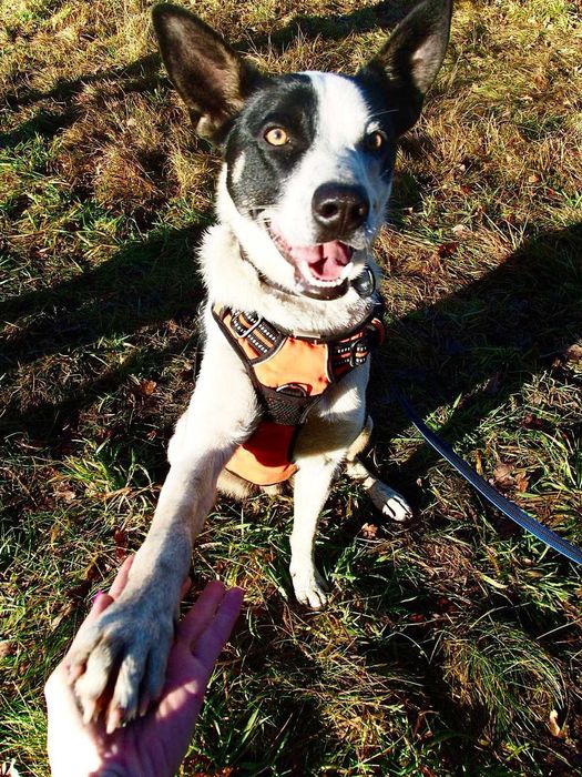 Najgorzej znosi schronisko. Biedny psiaczek tak się wtula...