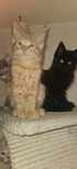 Kotek rasy Maine Coon
