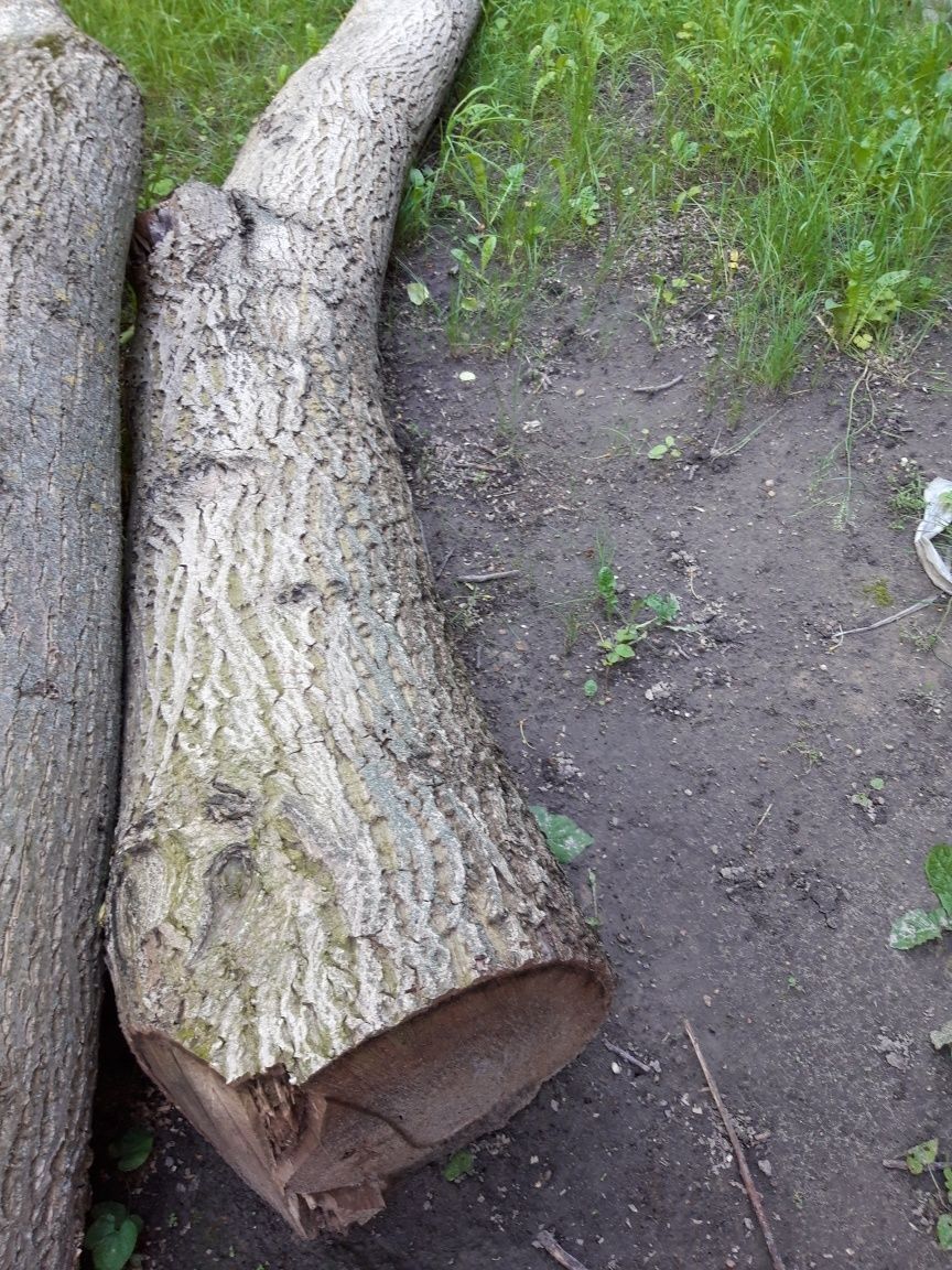 drzewo orzecha włoskiego