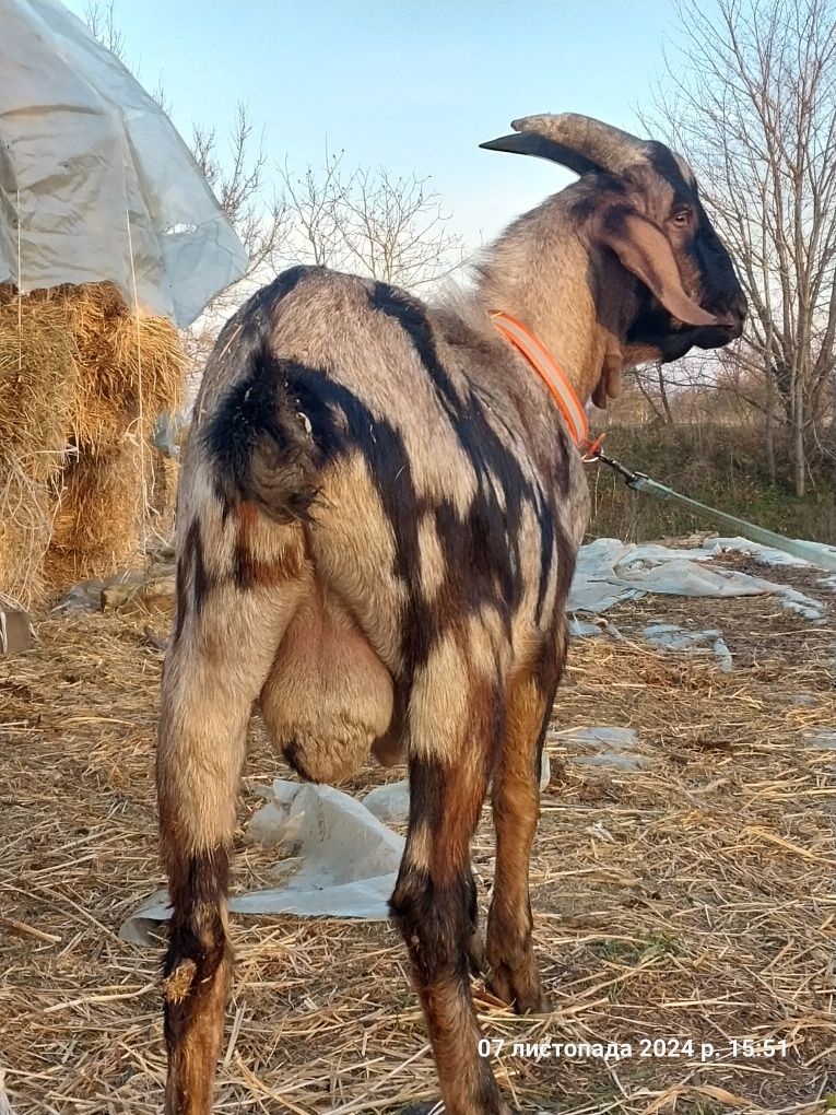 Цап англонубійський