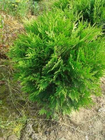 THUJA TUJA Globosa Kula Kulista sadzonka na żywopłot