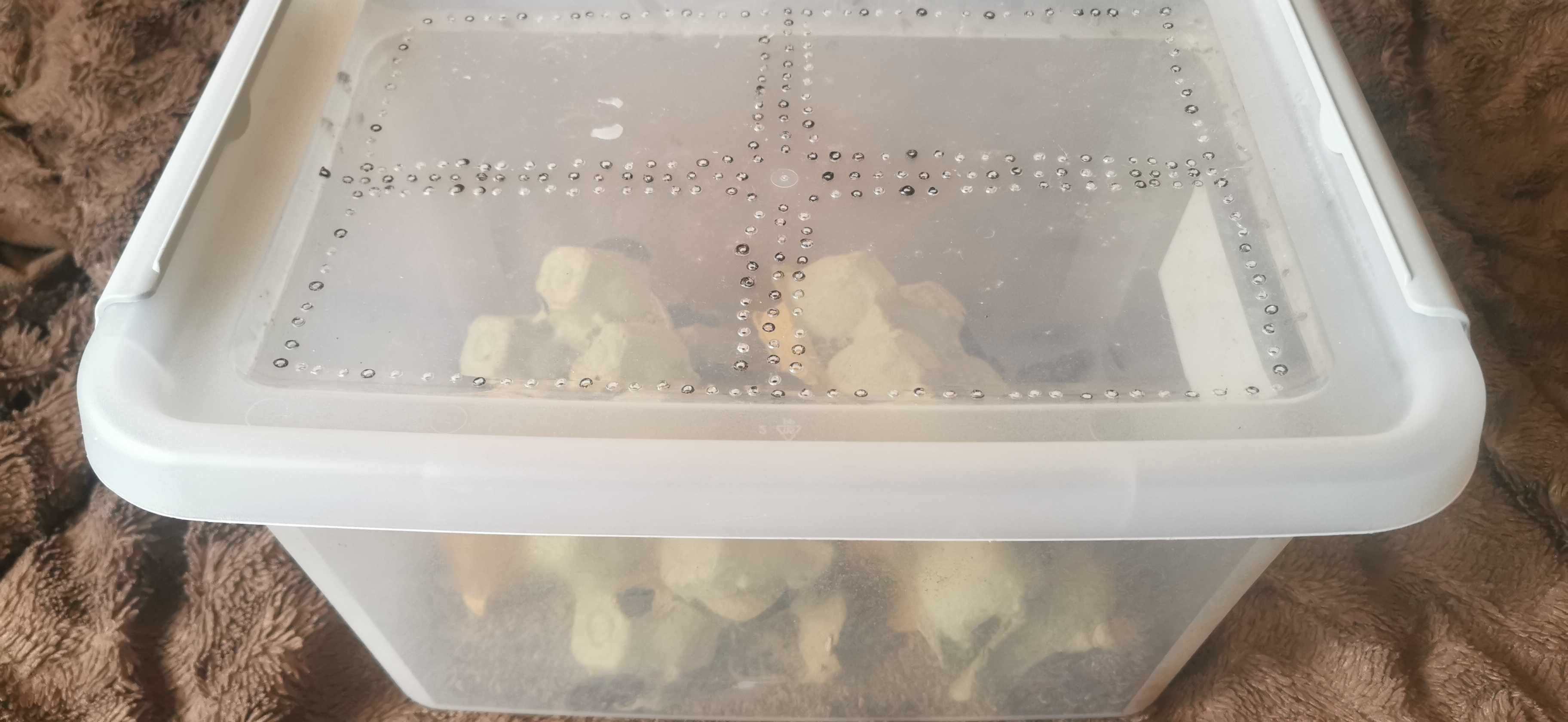 3 Ptaszniki wraz z karaczanami Madagarskimi oddam w dobre ręce.