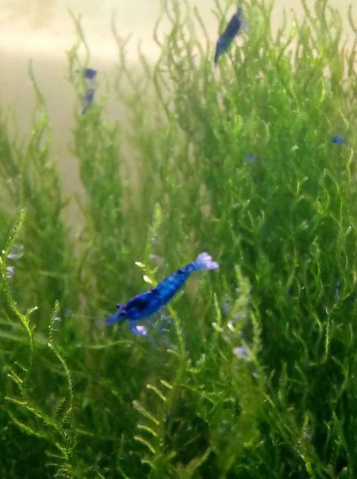 Krewetki Neocaridina Blue