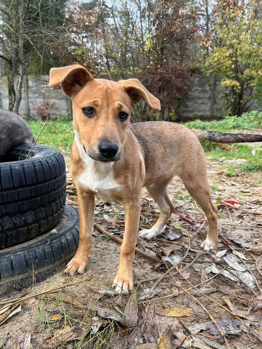 Ava młoda suczka szuka domu