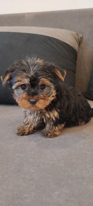 Yorkshire terrier piesek z rodowodem mini