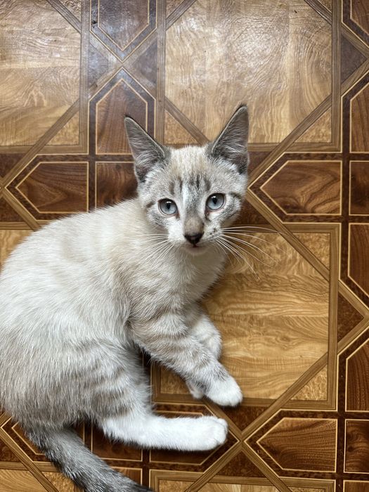 Котики сіамського походження