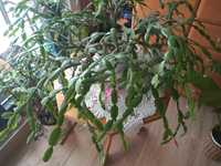Grudnik kaktus bożonarodzeniowy, duży