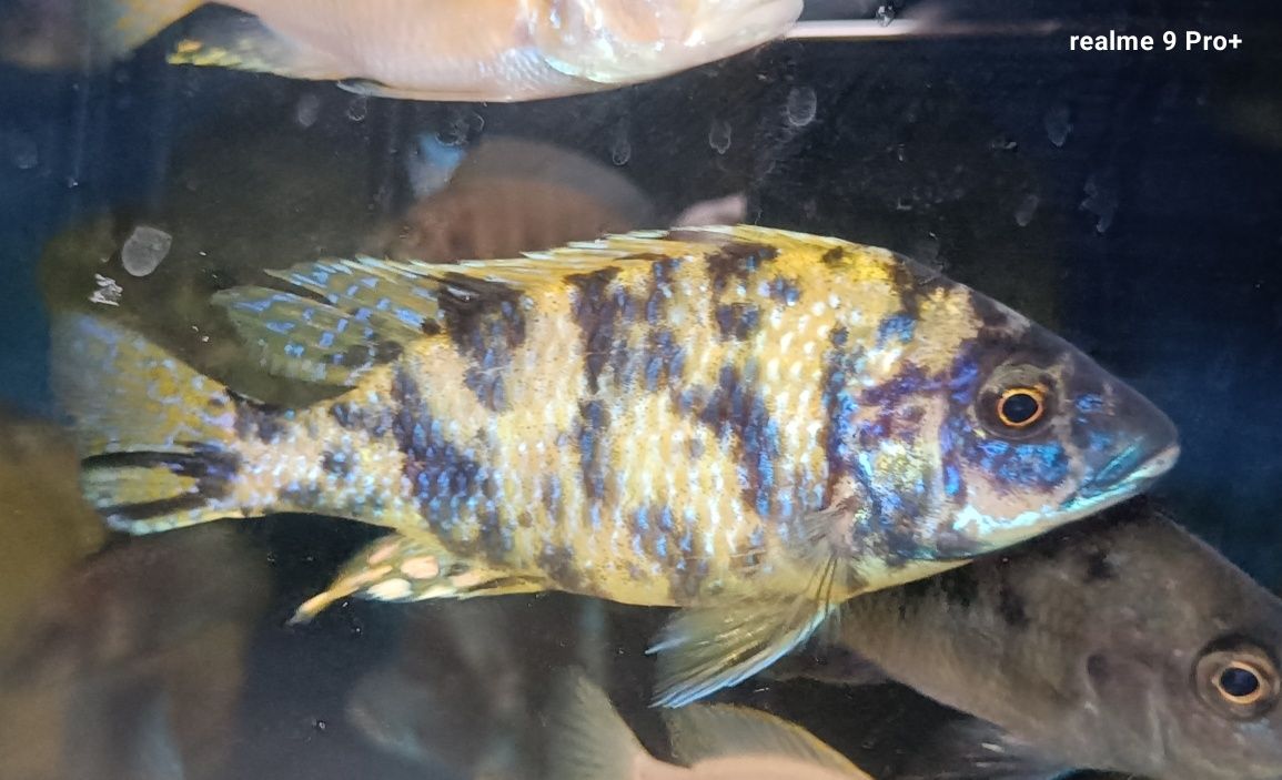 Aulonocara calico