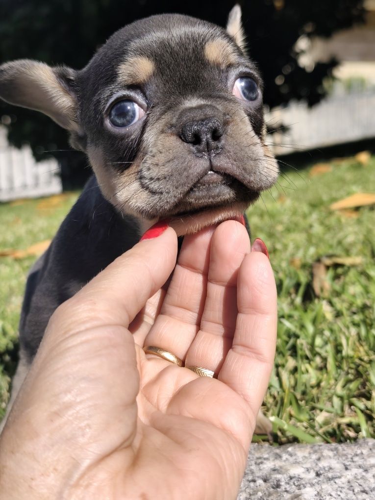 Buldogue francês femea