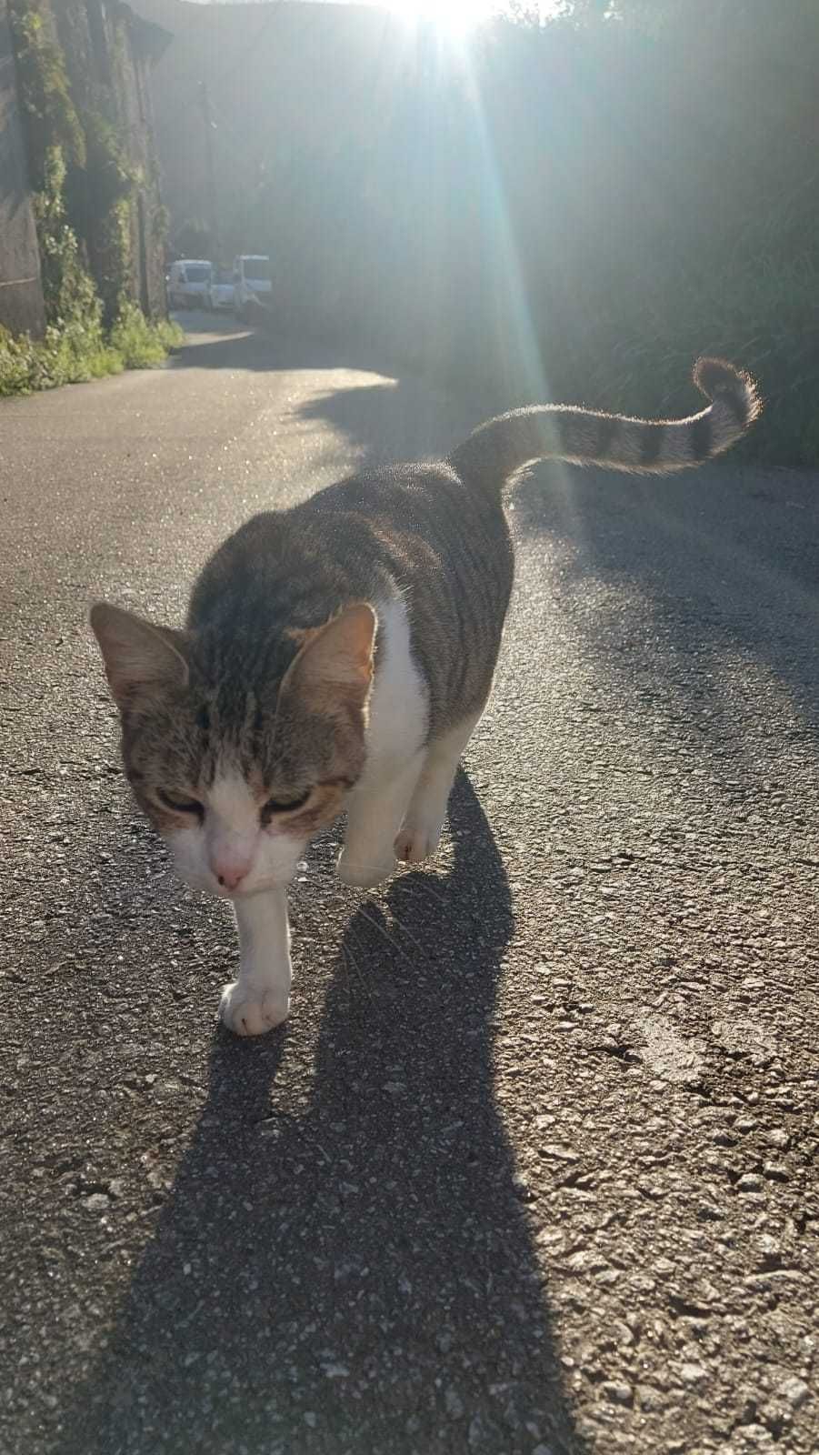 Da se gatinha adulta