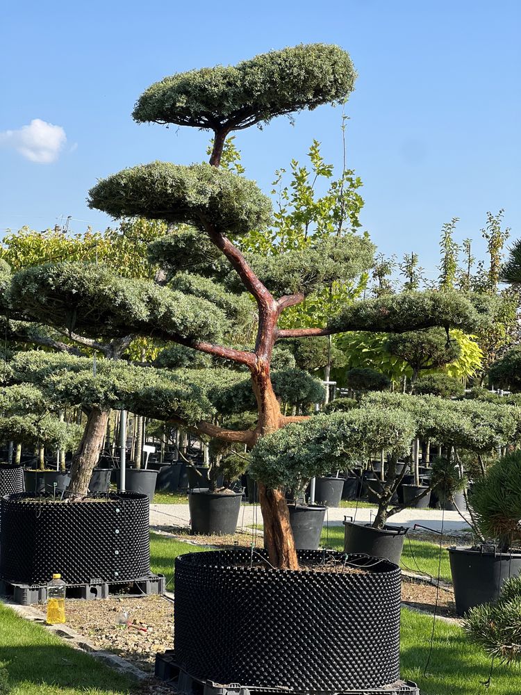 Bonsai Pinus duże drzewa różne gatunki i wielkości BONSAI PARK