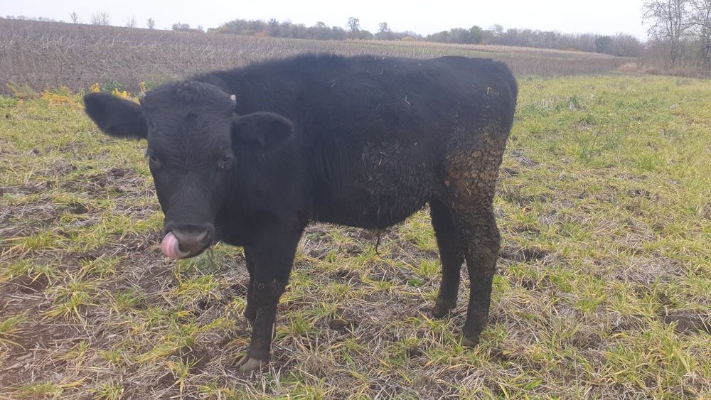 Продам  бичка...