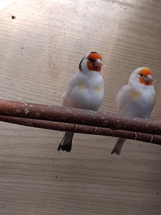 Szczygły  syberyjskie