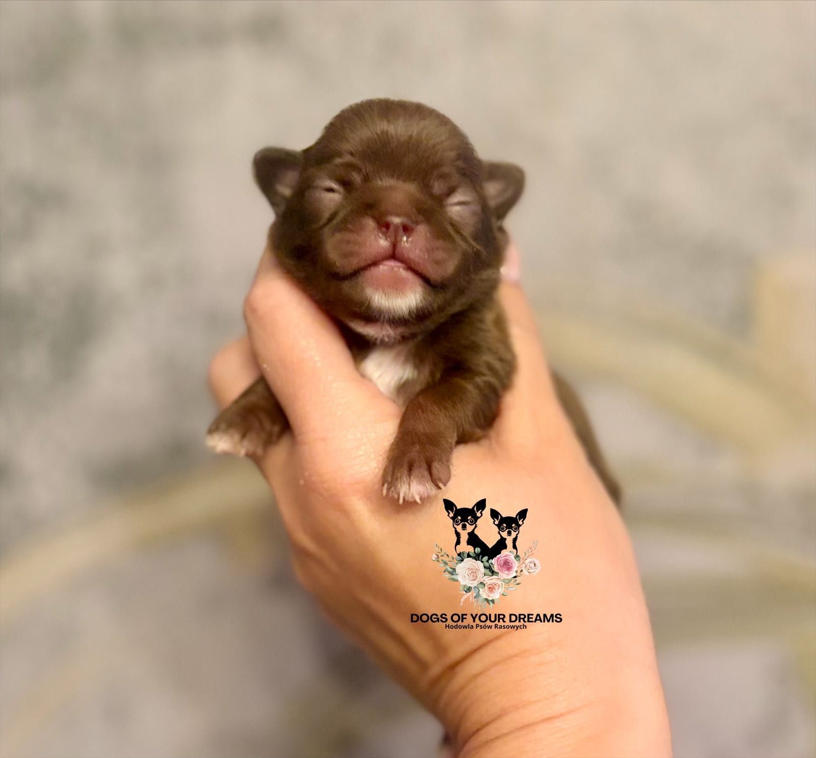 Śliczny Chihuahua czekoladowy z białymi skarpetkami.
