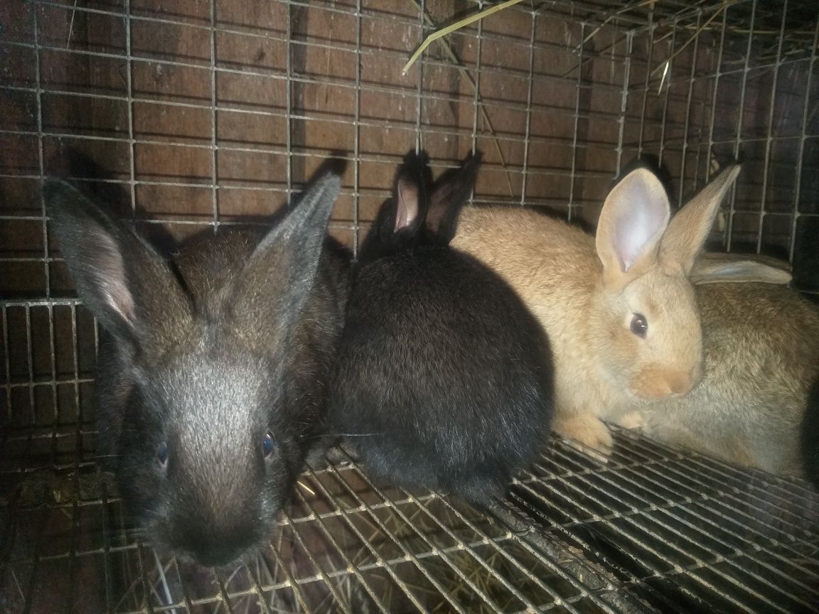 Кролики помісних порід
