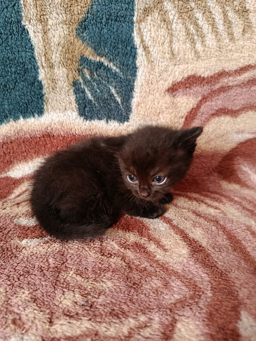 Відам кошенят безкоштовно