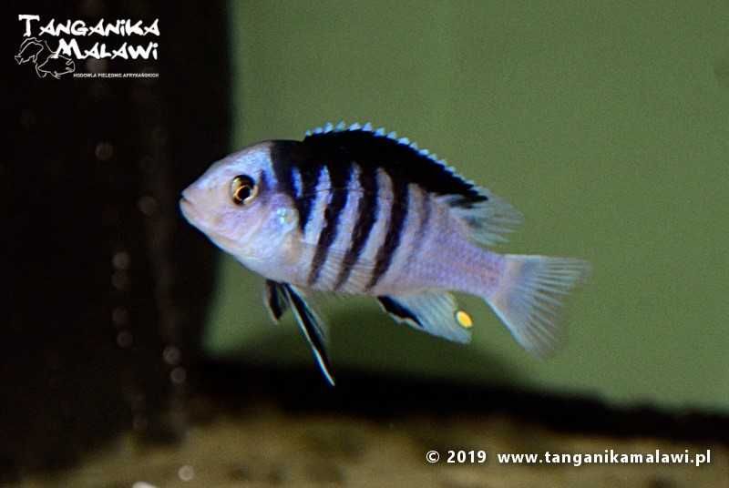 Labidochromis chisumulae F1 TanganikaMalawi Darmowa Dostawa