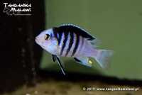 Pyszczaki Labidochromis chisumulae F1 TanganikaMalawi