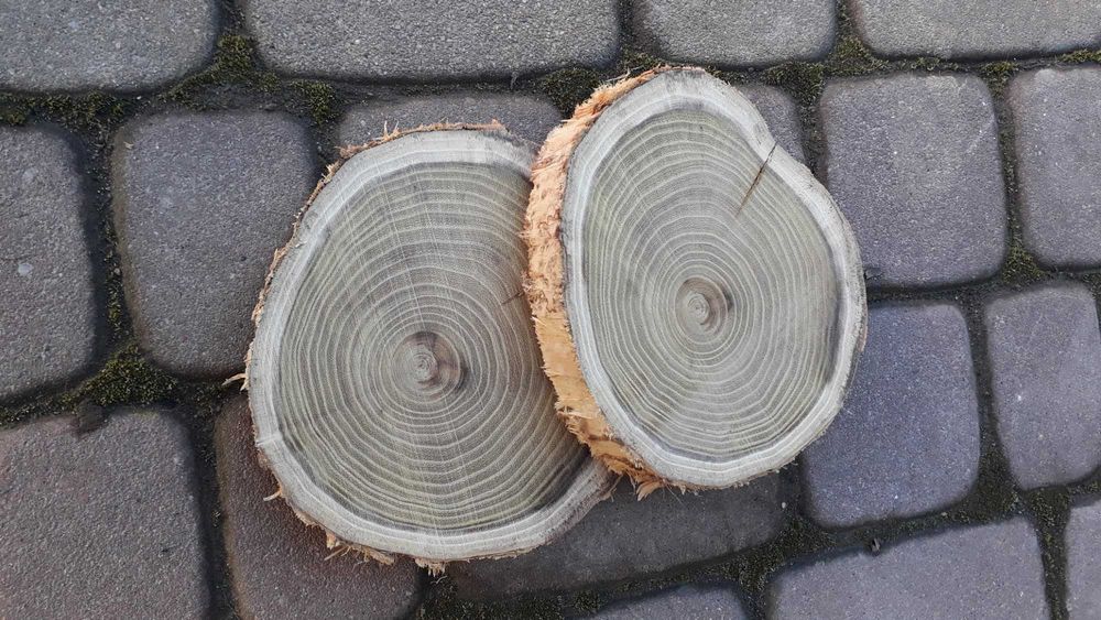 Suche plastry drewna akacji pplaster drzewa 16  18 cm