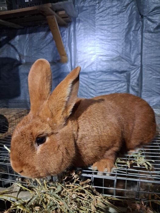 Продам самця робочого новозеландець червоний.