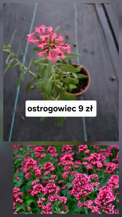 Ostrogowiec długo kwitnie