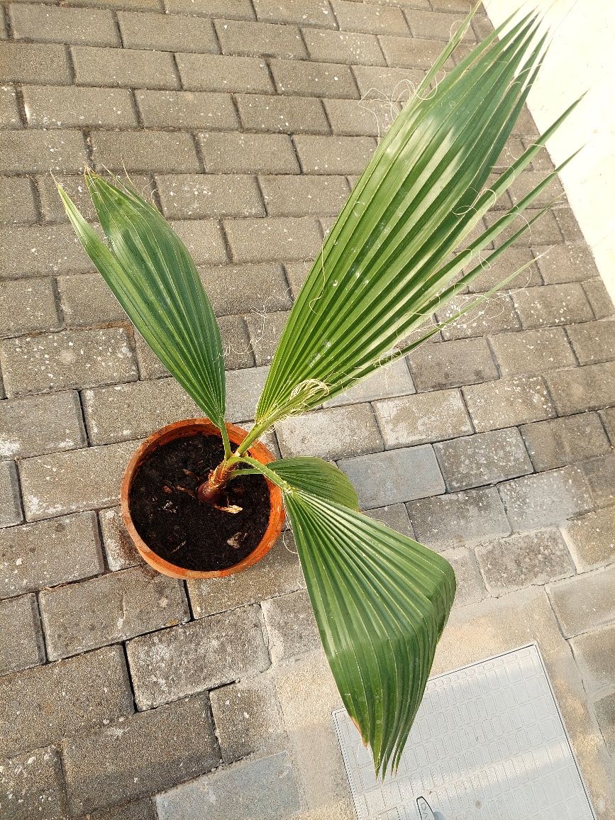 Palmeira Leque em vaso