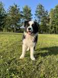 Border Collie  ZkwP FCI, piesek GOTOWY DO ODBIORU!!!