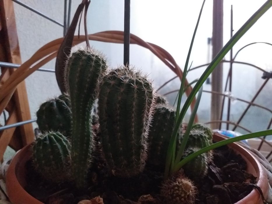 Kaktus sadzonka odmiana