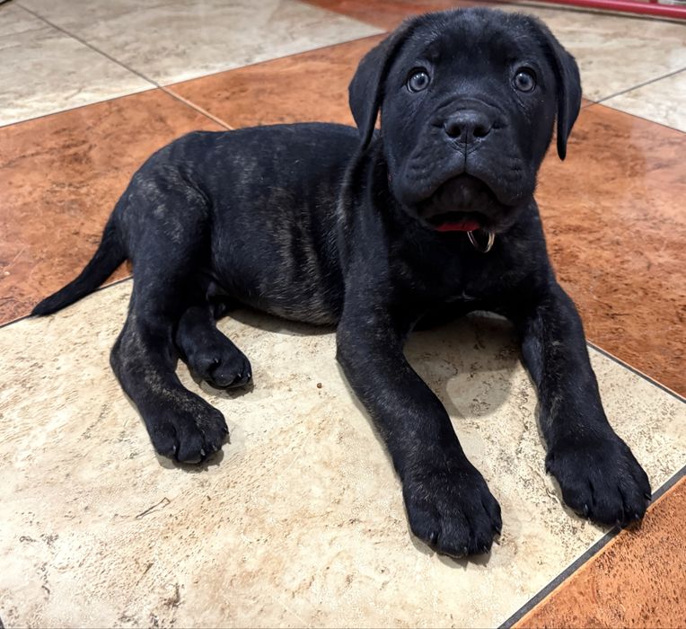 Cane corso samiec z rodowodem