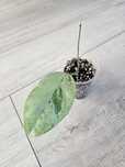 Hoya coriacea silver