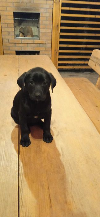 Oddam pieska za darmo