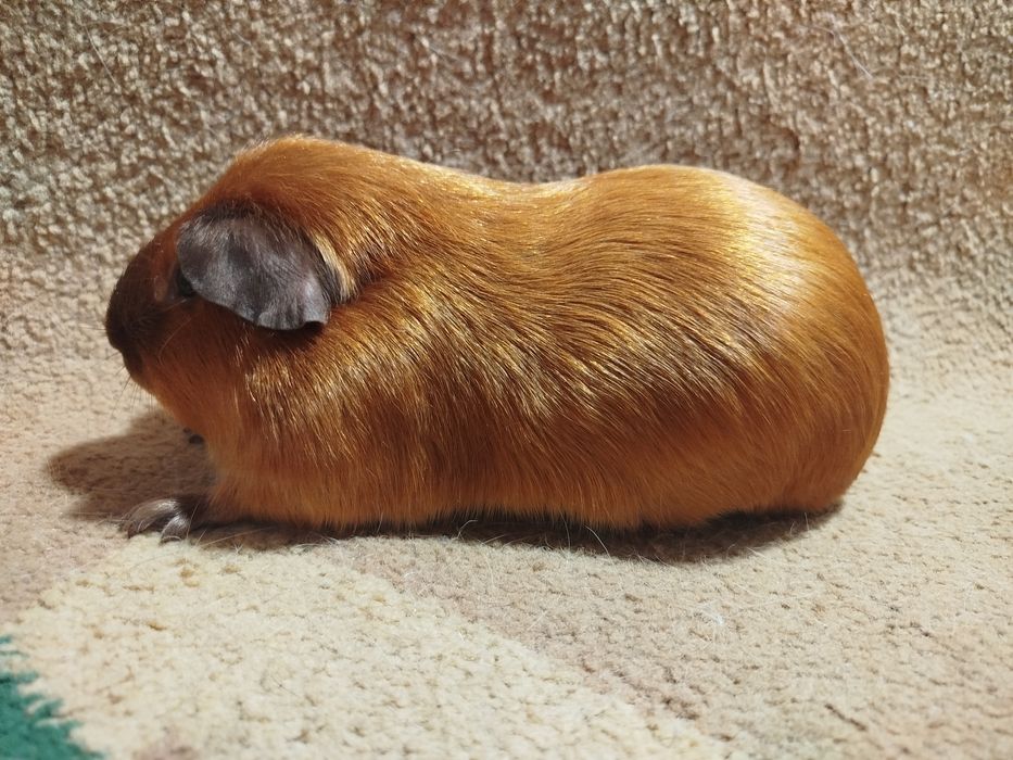 Морская свинка. Самец. Сатиновый. Калифорния.