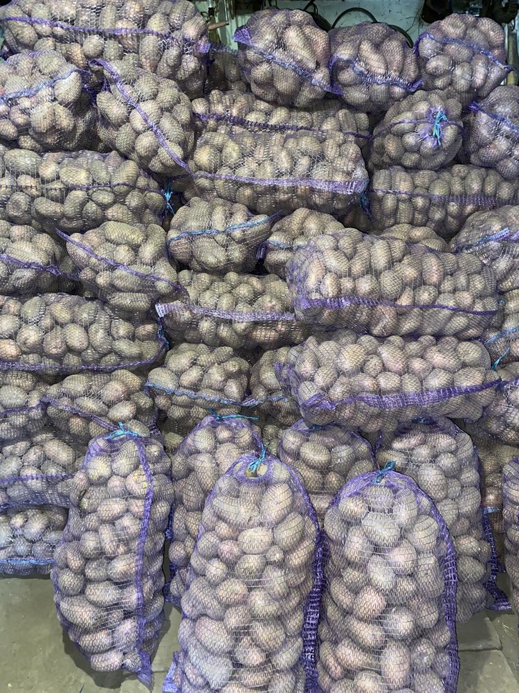 Продам картоплю сорт СЛОВ'ЯНКА