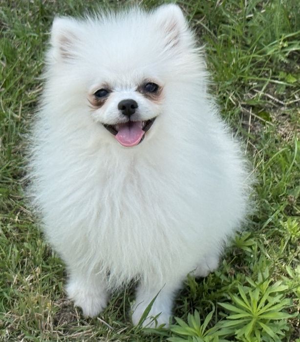 Szpic miniaturowy pomeranian biała suczka z rodowodem