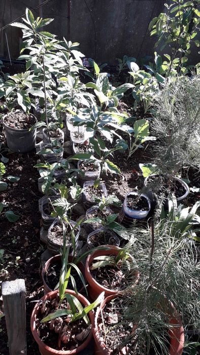 Arvores de abacates, maracujás, orquideas e pinheiros mansos e OUTRAS