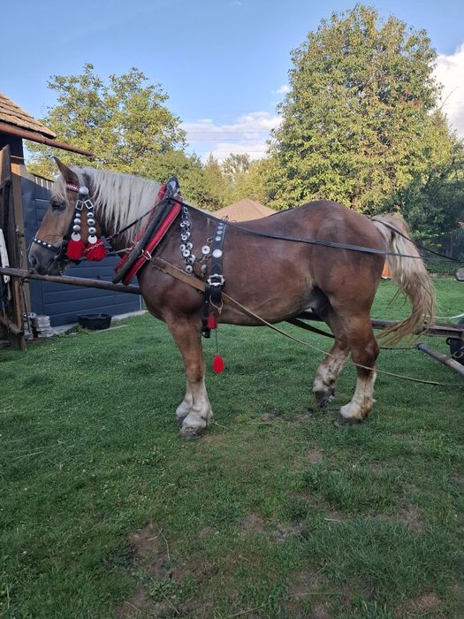 Wałach zimnokrwisty