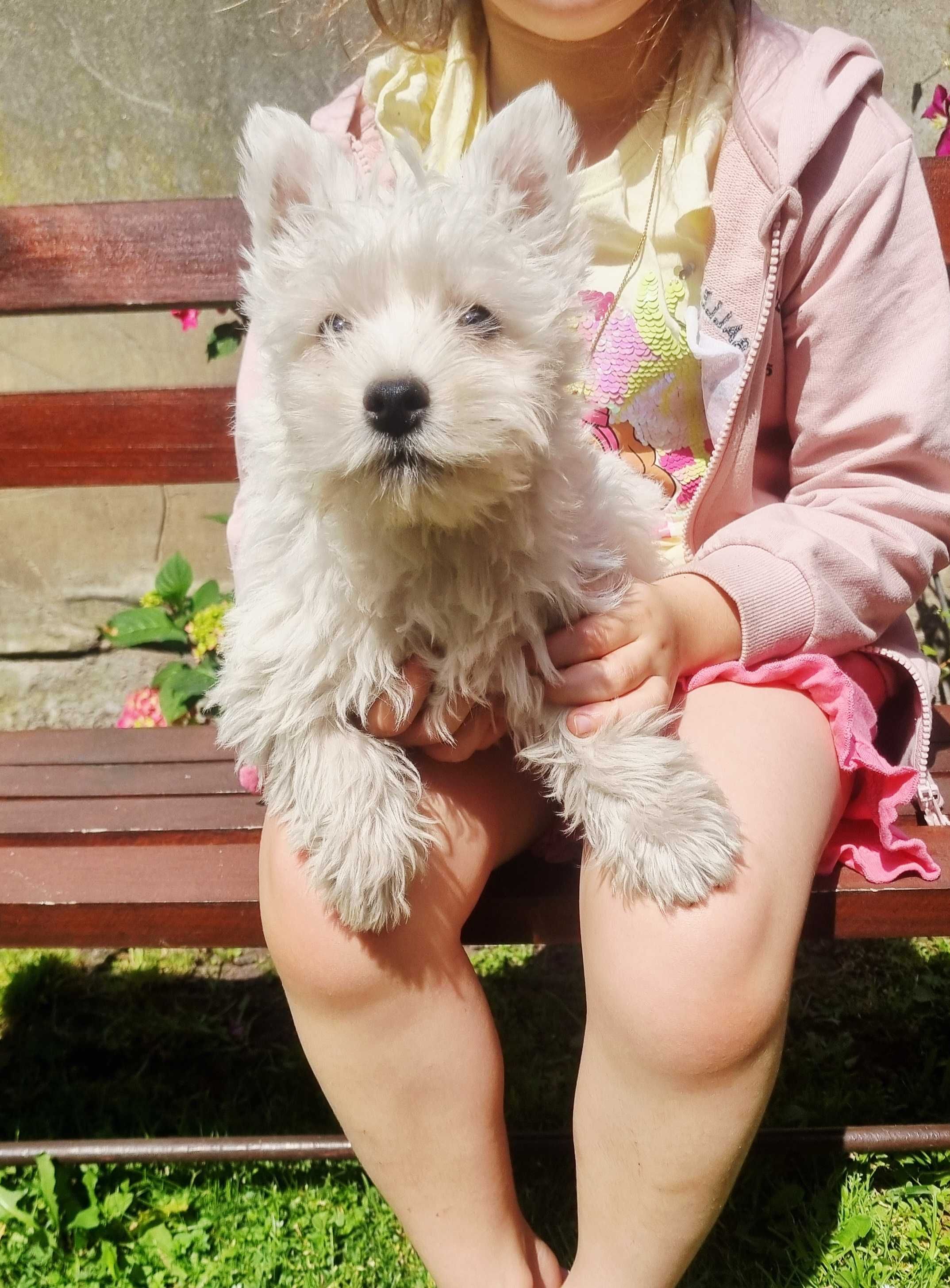 West Highland White Terrier piesek