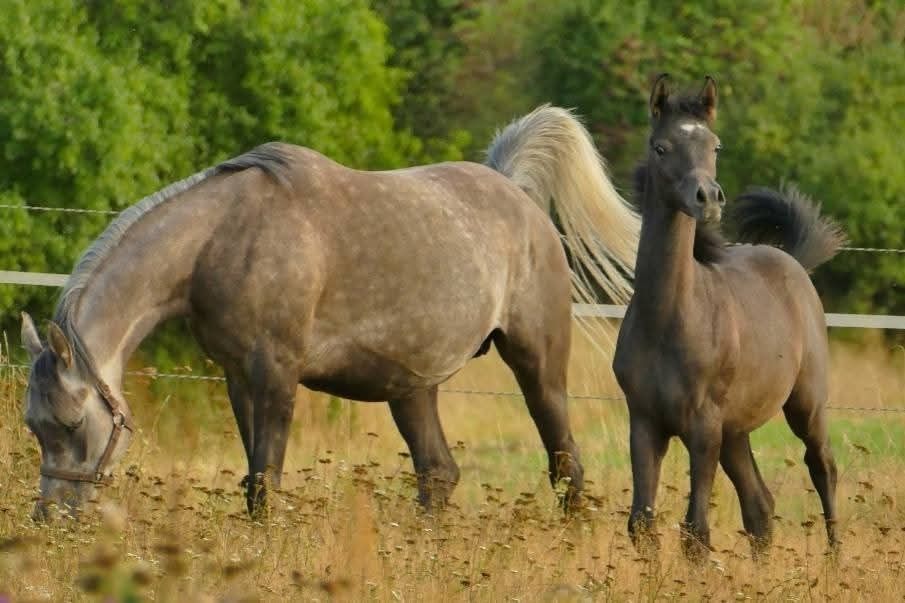 Ogierek czystej krwi arabskiej Wadis Shan