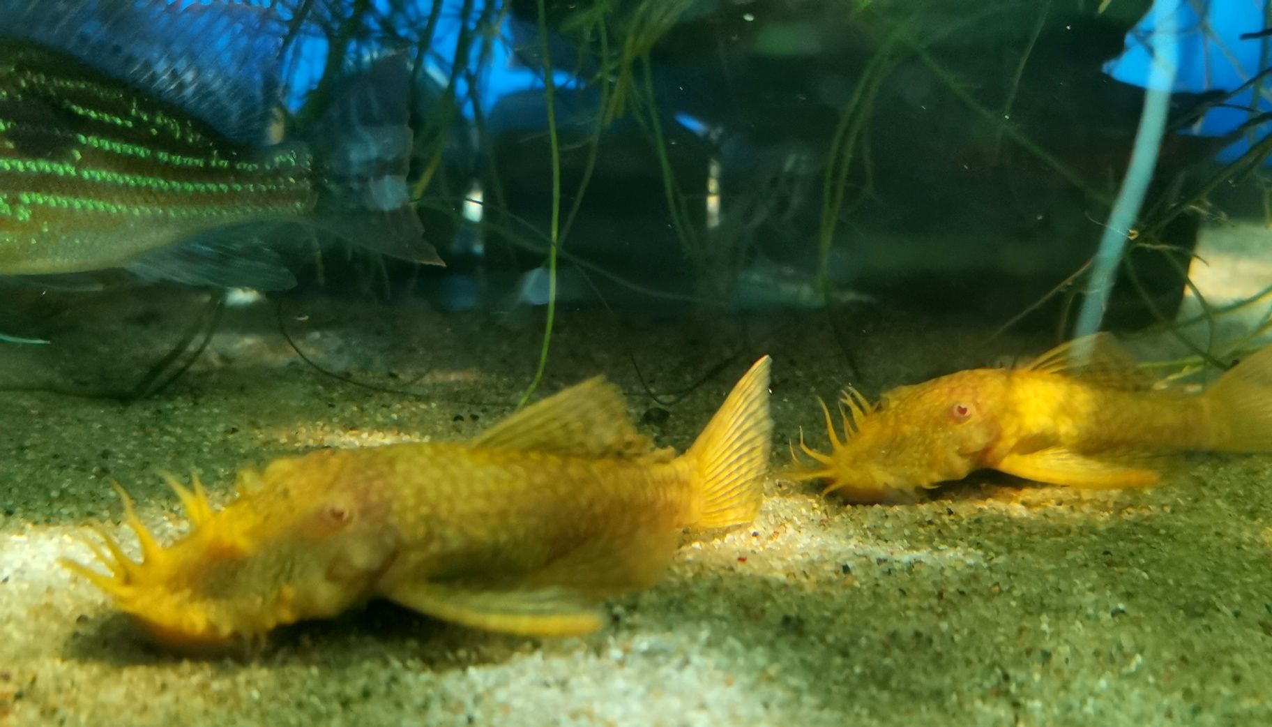 Zbrojnik Ancistrus sp. ALBINO-dorosłe samce oraz młodzież