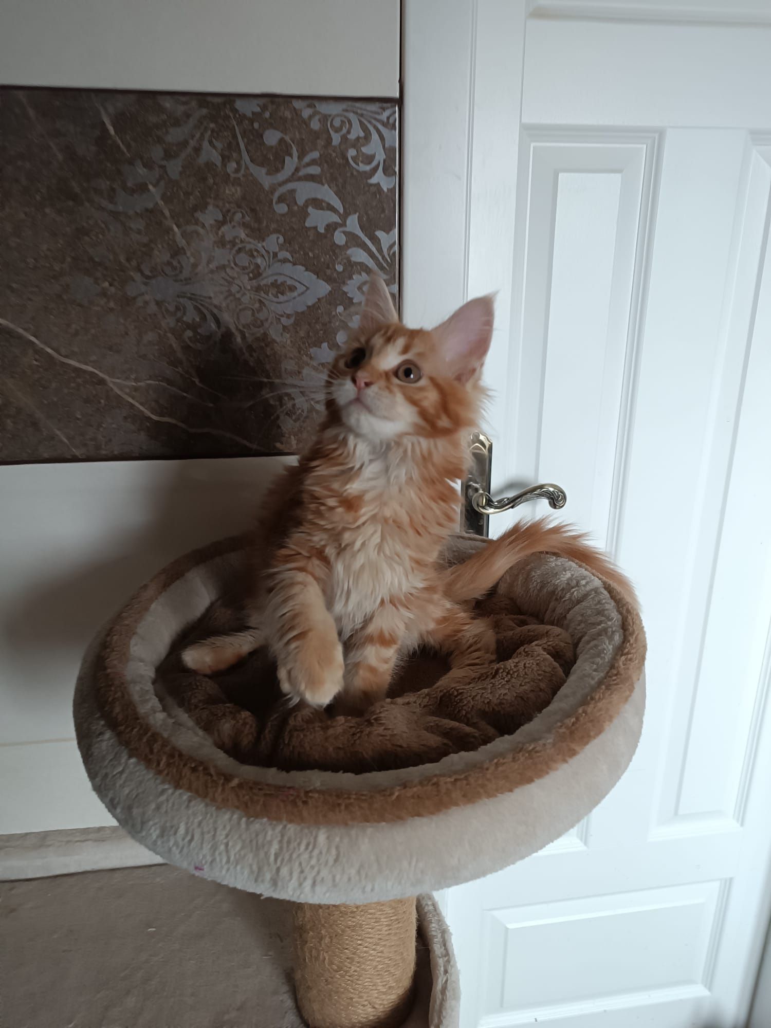 Maine coon FPL.Koteczka,,kot rasowy GOTOWA DO ODBIORU