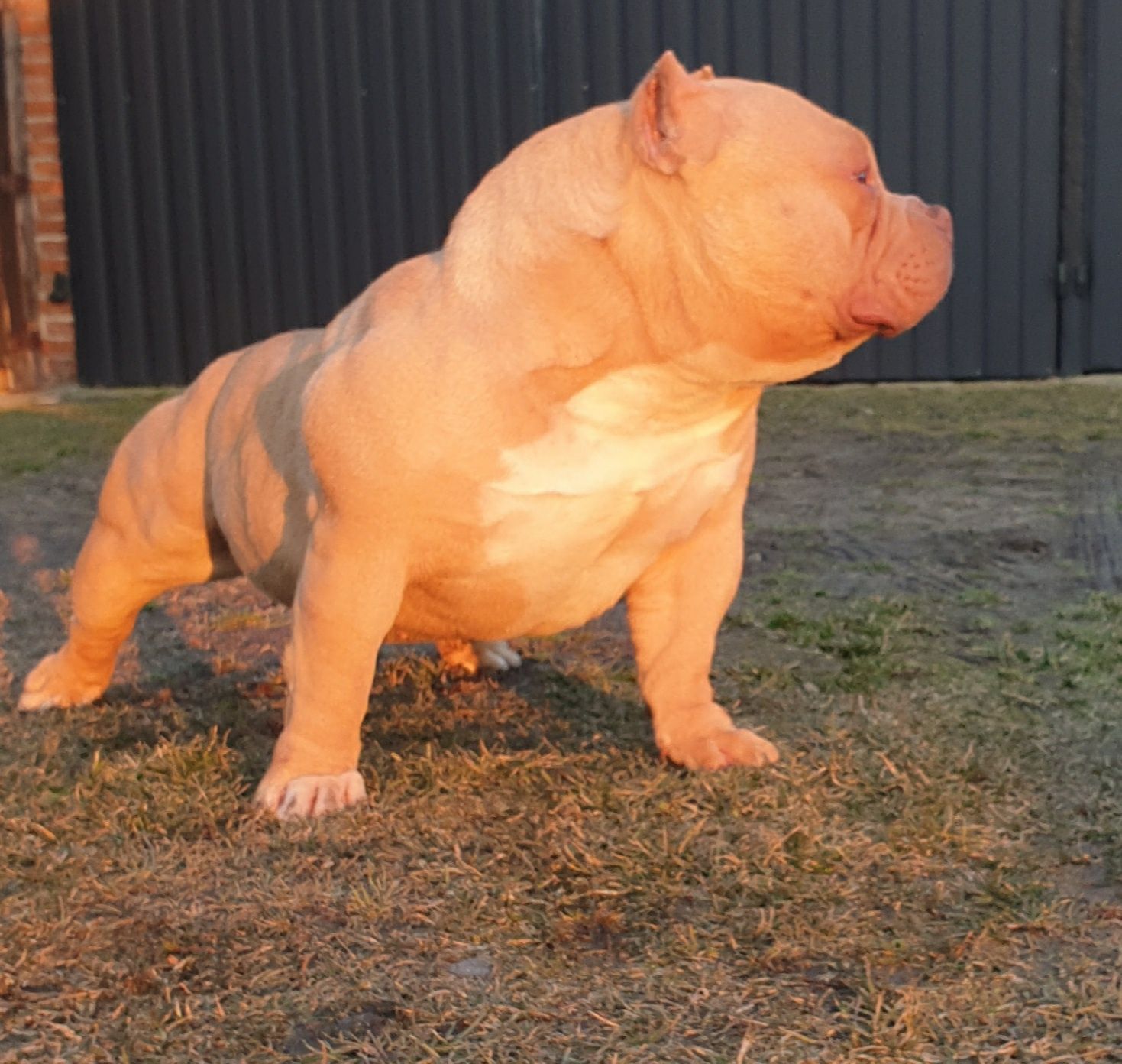 Reproduktor American bully