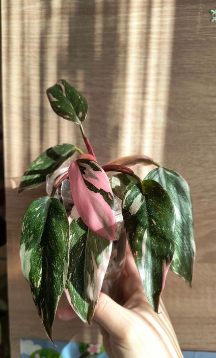 Philodendron pink Princess marble