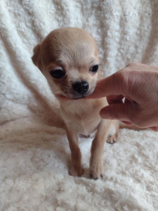 Chihuahua suczka krótkowłosa  ZKwP FCI
