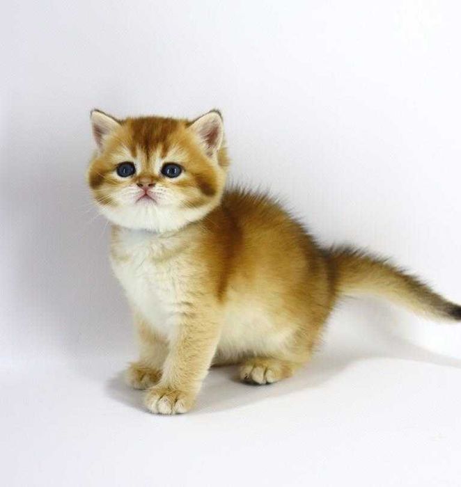 Дуже красива кішечка в забарвлені -золота шиншила